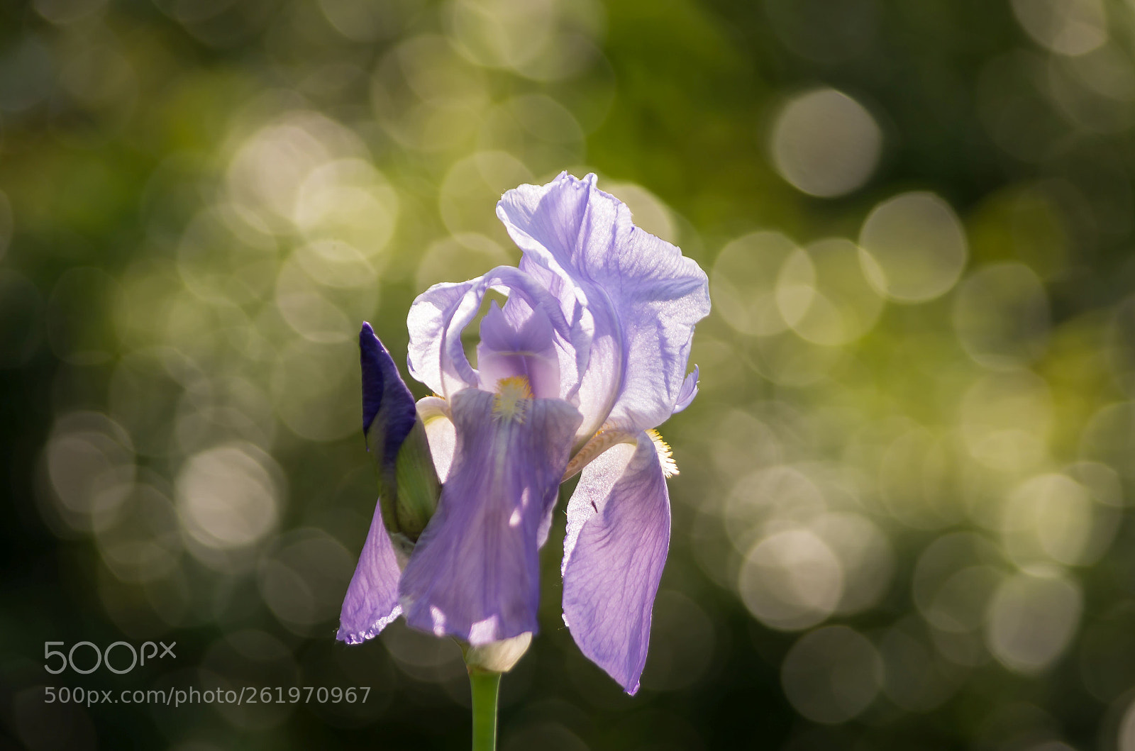 Pentax K-5 II sample photo. In the spring photography