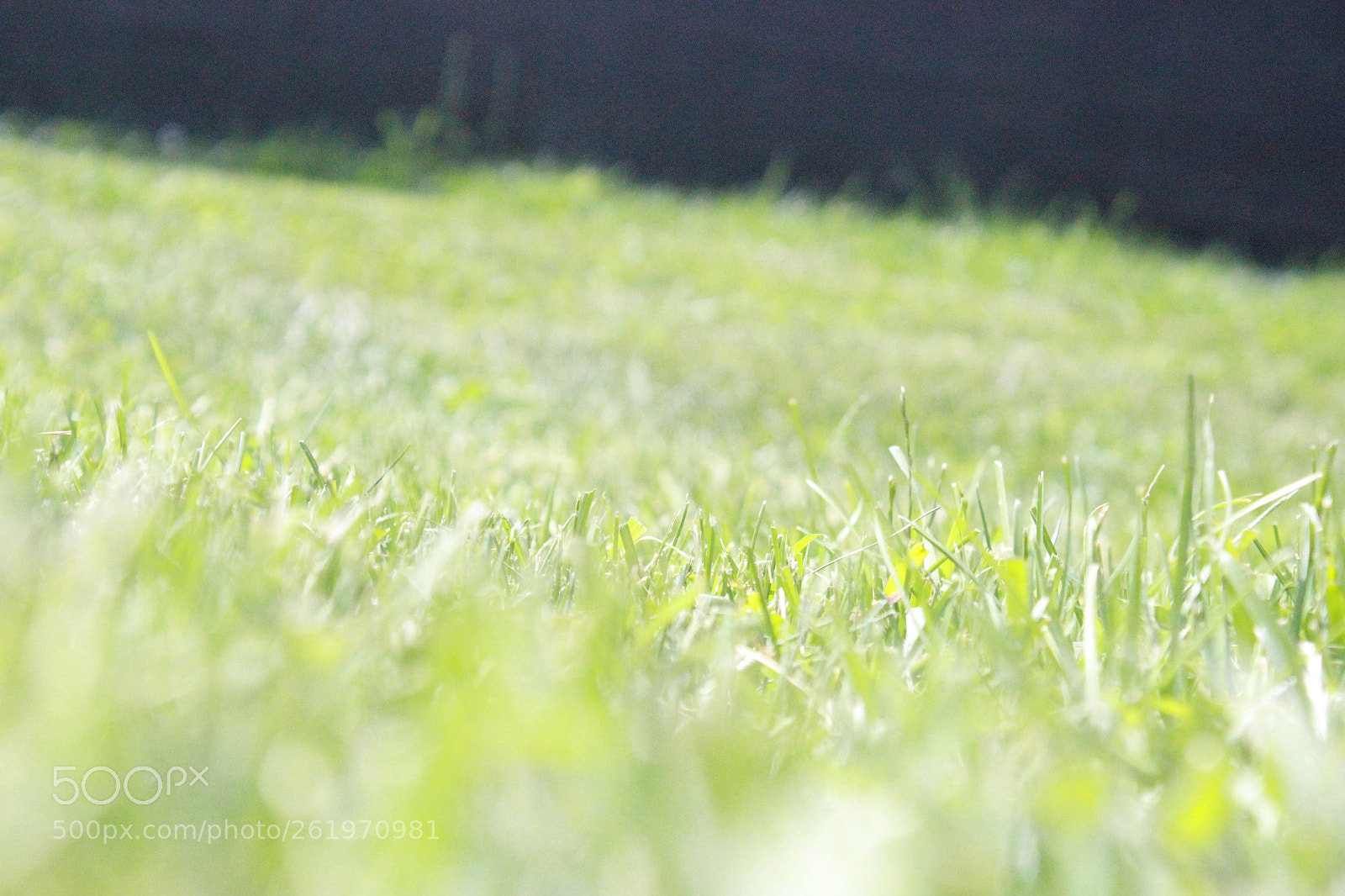 Canon EOS 1200D (EOS Rebel T5 / EOS Kiss X70 / EOS Hi) sample photo. Soccer field photography