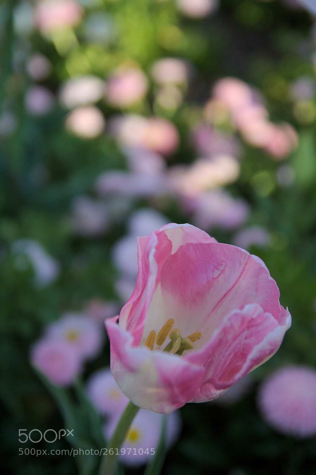 Tamron SP AF 17-50mm F2.8 XR Di II LD Aspherical (IF) sample photo. Floriade() photography