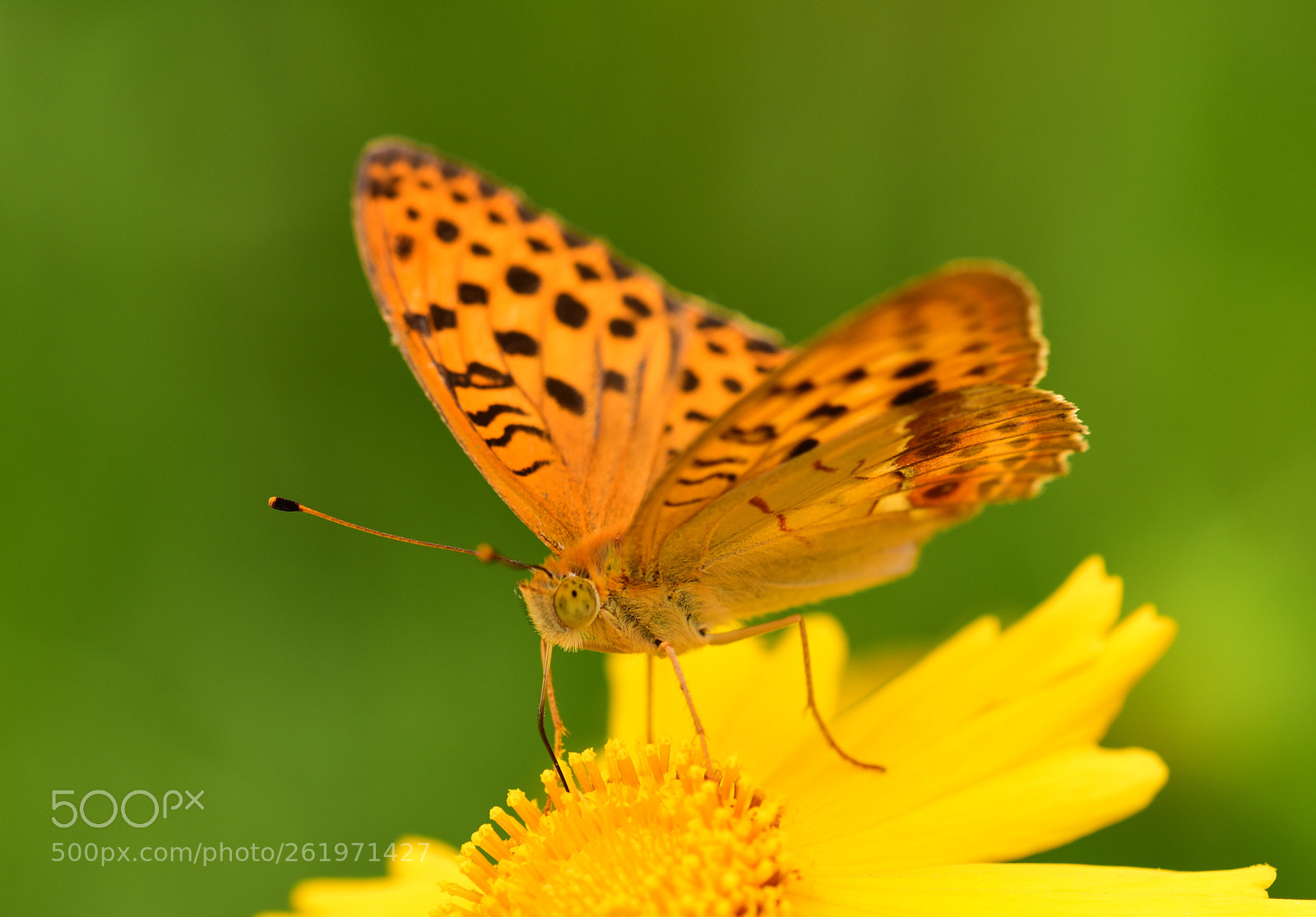 Sigma APO Macro 180mm F3.5 EX DG HSM sample photo. Yellow & green photography