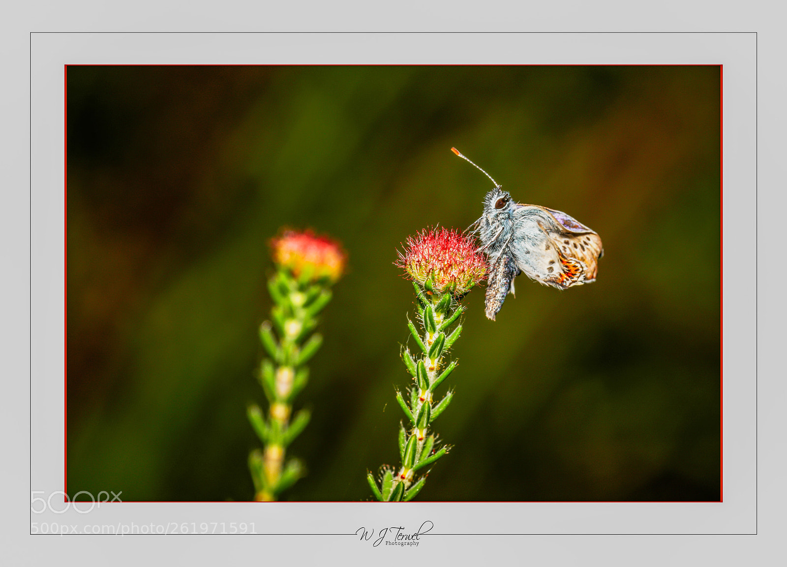 Canon EOS 5D Mark IV sample photo. Silver-studded blue emergence as photography