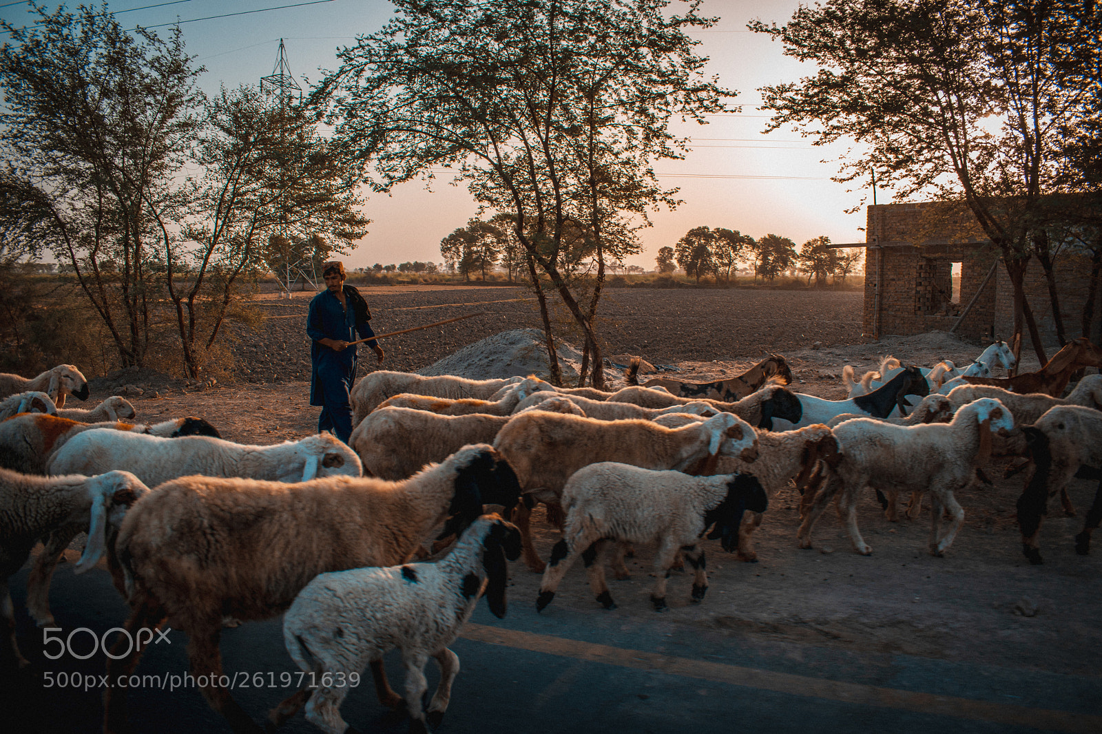 Nikon D5300 sample photo. Morning village life photography