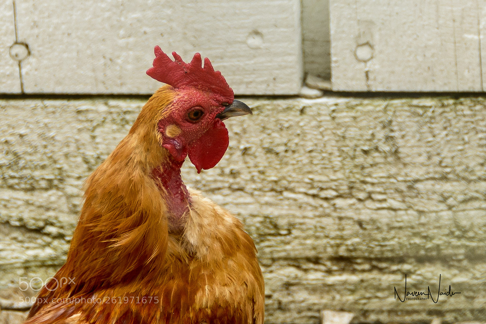 Nikon D800 sample photo. Rooster photography