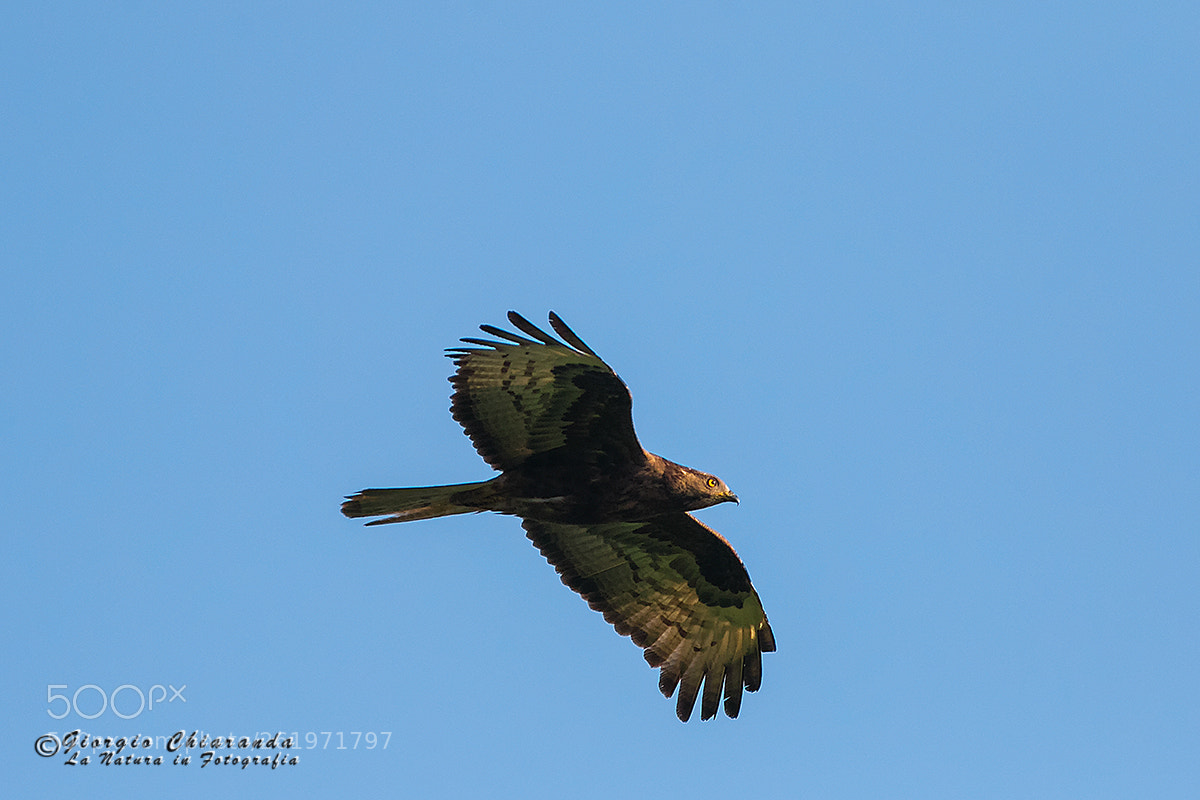 Canon EOS 7D Mark II sample photo. Falco pecchiaiolo (pernis apivorus) photography