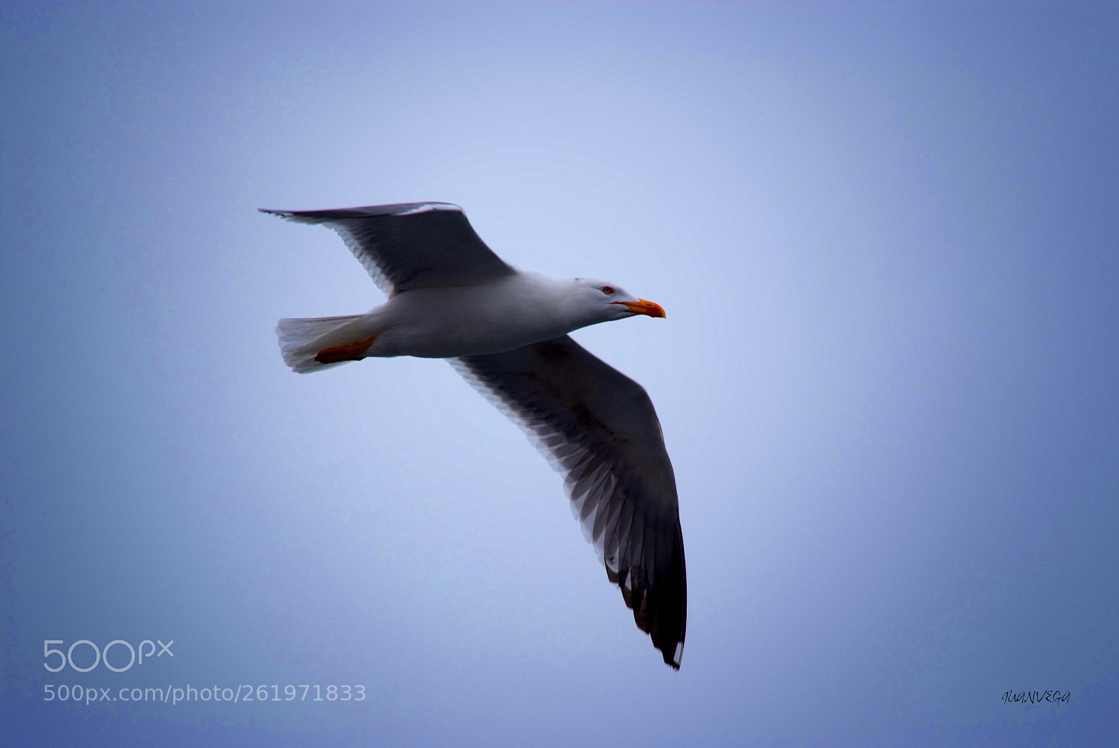 Fujifilm FinePix S5 Pro sample photo. Vuelo iii photography