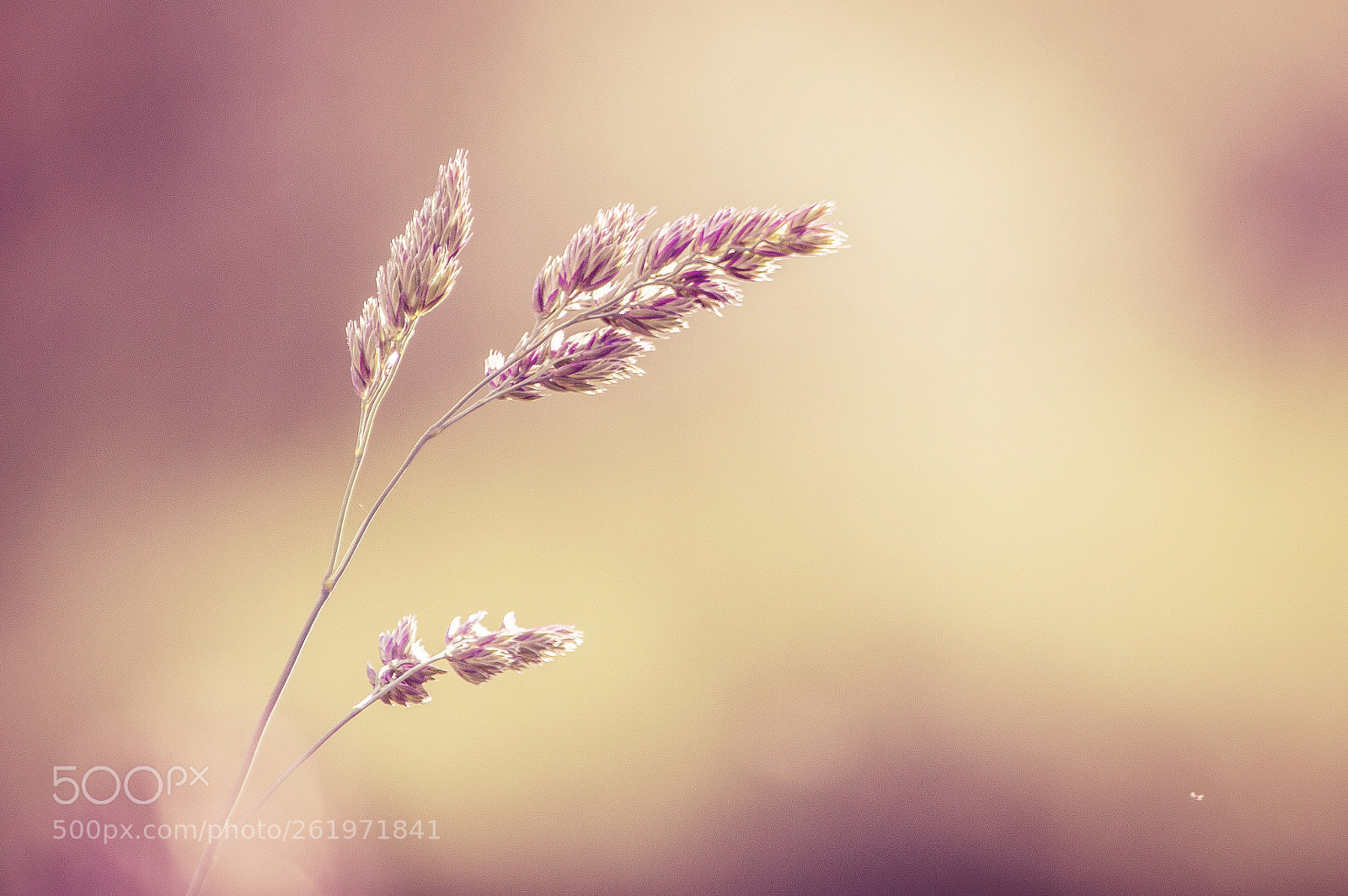 Nikon D3200 sample photo. ! macro (split toning) photography