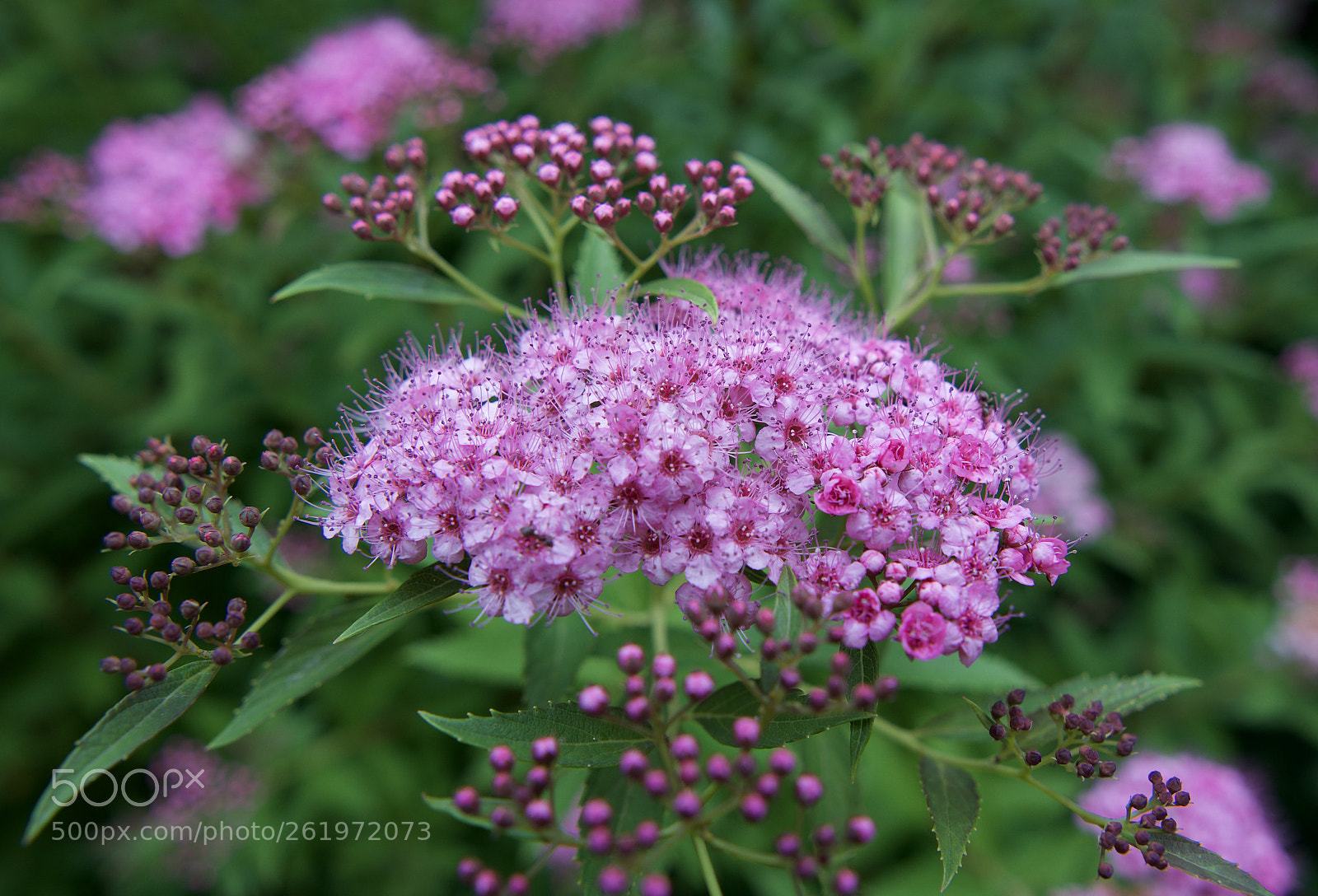 Sony a6300 sample photo. Lilac flower photography