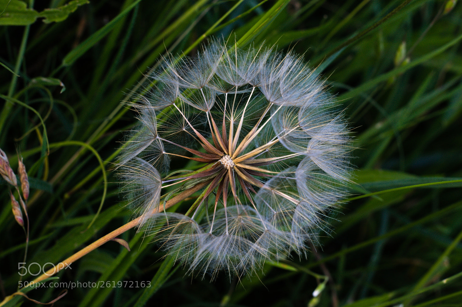 Canon 50mm sample photo. Dandelion photography
