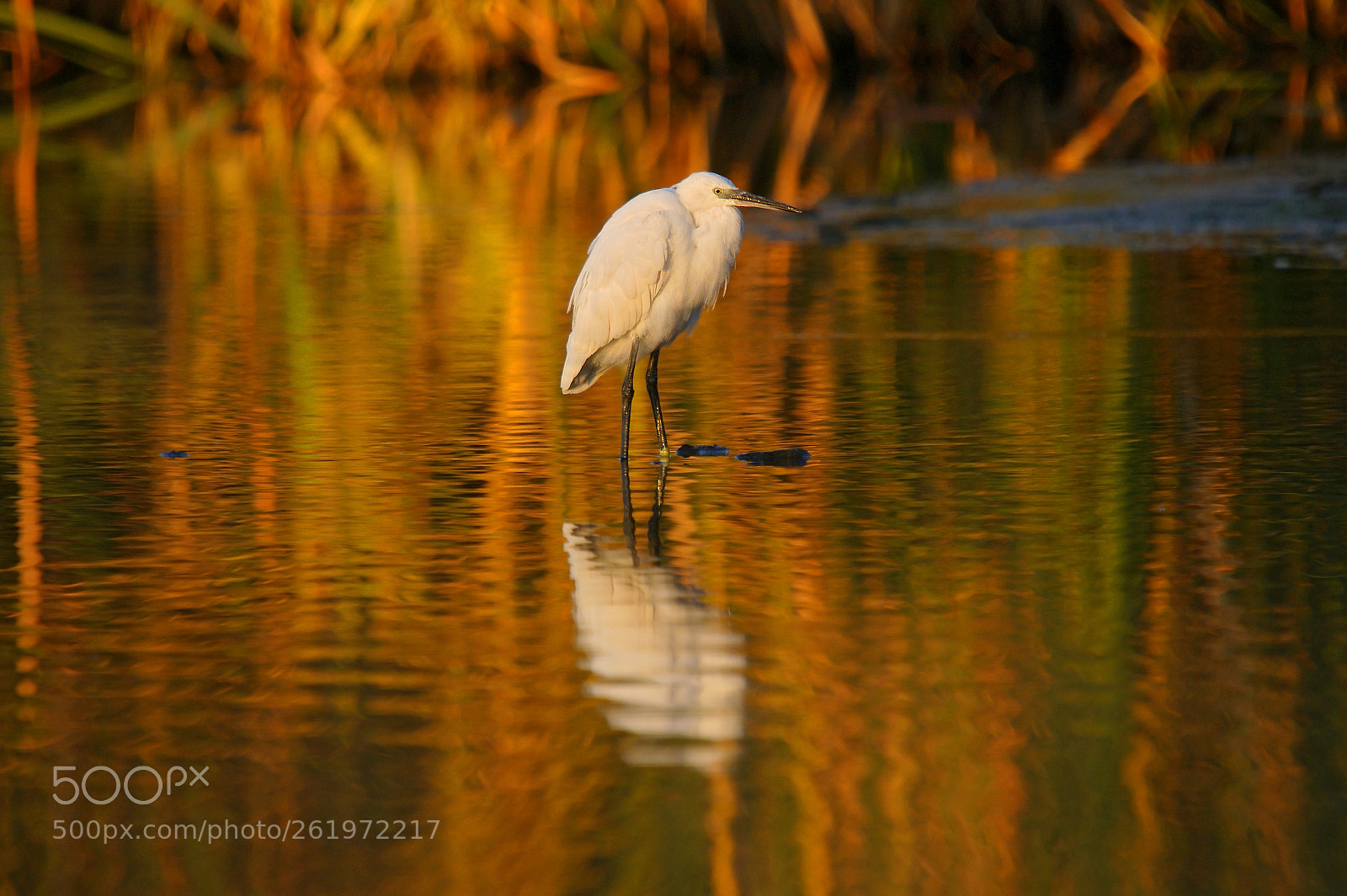 Sony Alpha DSLR-A350 sample photo. Little egret egretta garzetta photography
