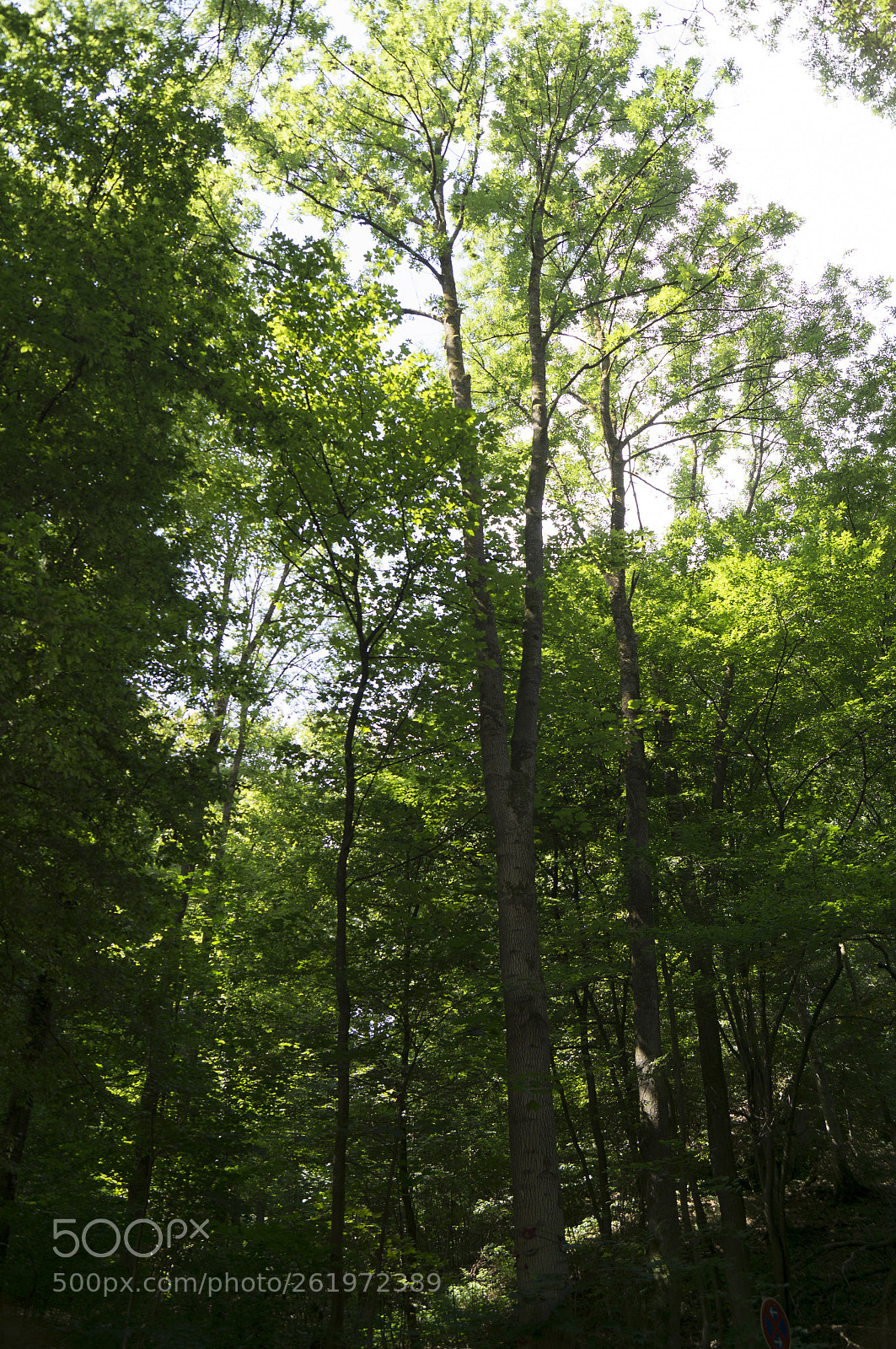 Sony SLT-A57 sample photo. Trees photography