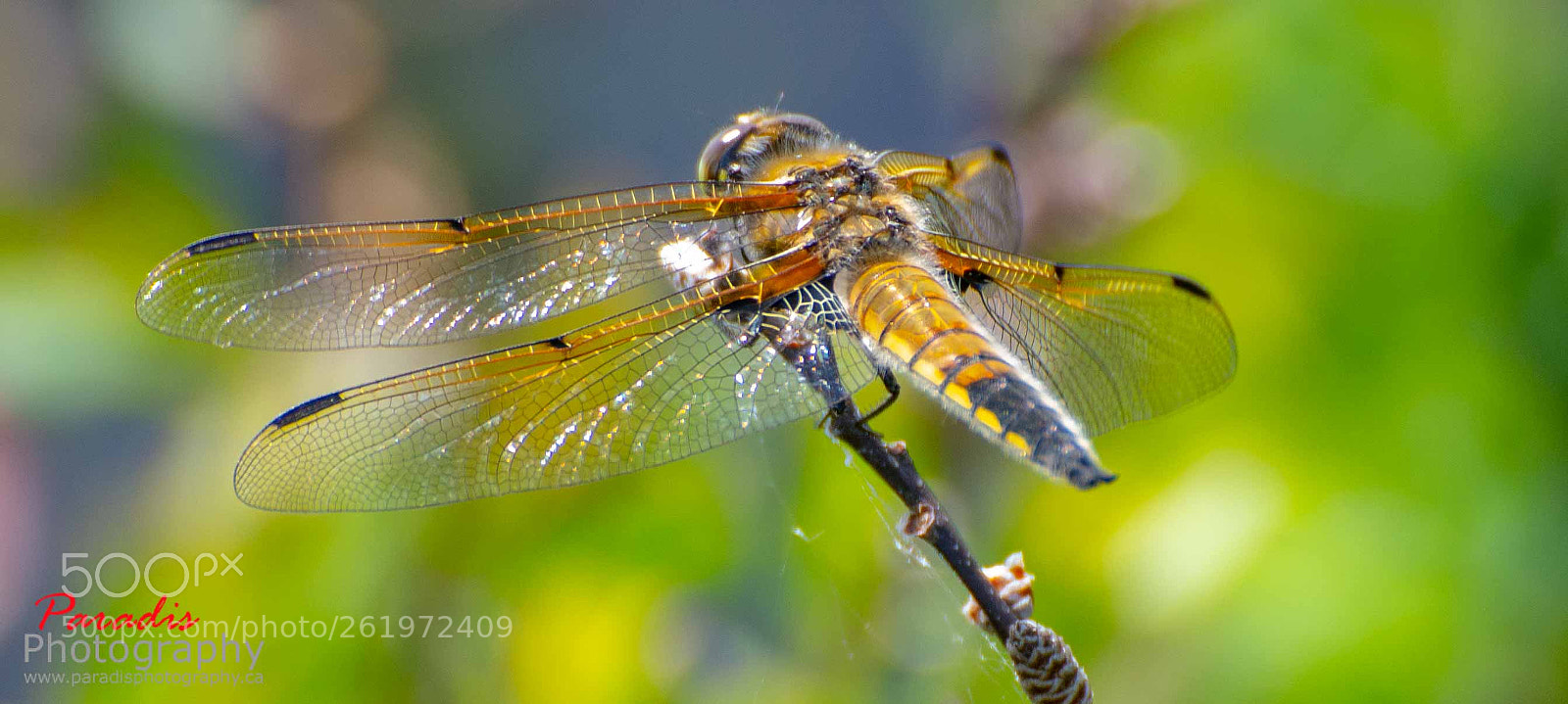 Nikon D600 sample photo. Stained glass wings photography