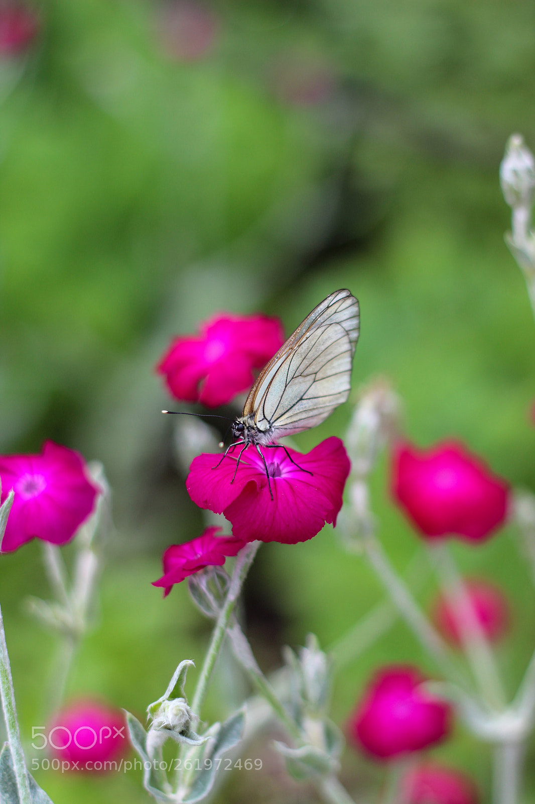 Canon EOS 1300D (EOS Rebel T6 / EOS Kiss X80) sample photo. Butterfly effect photography