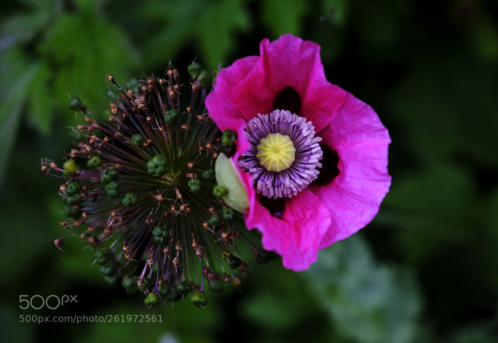 Fujifilm GFX 50S sample photo. Poppy photography