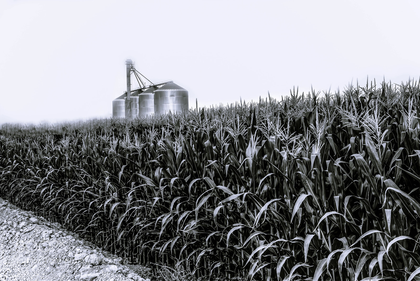 Canon EOS 70D sample photo. Corn field in the photography