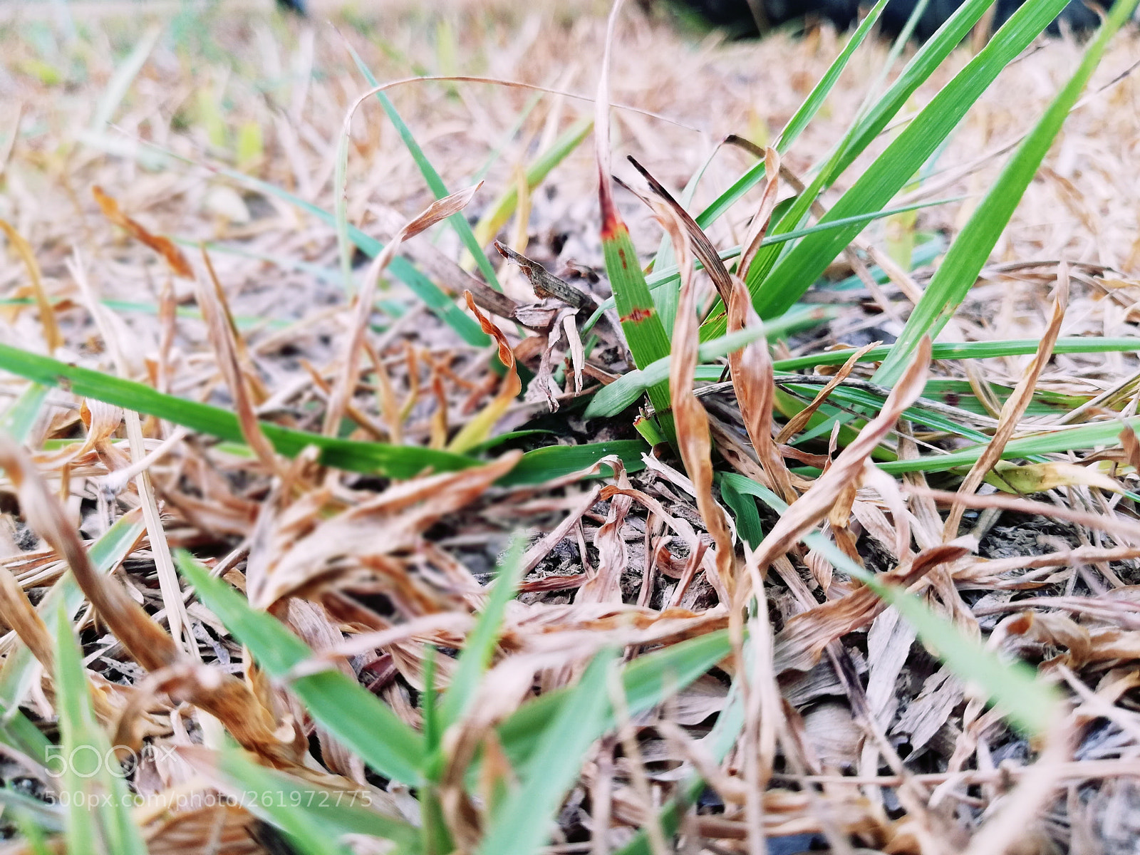 HUAWEI nova 2i sample photo. Nature photography