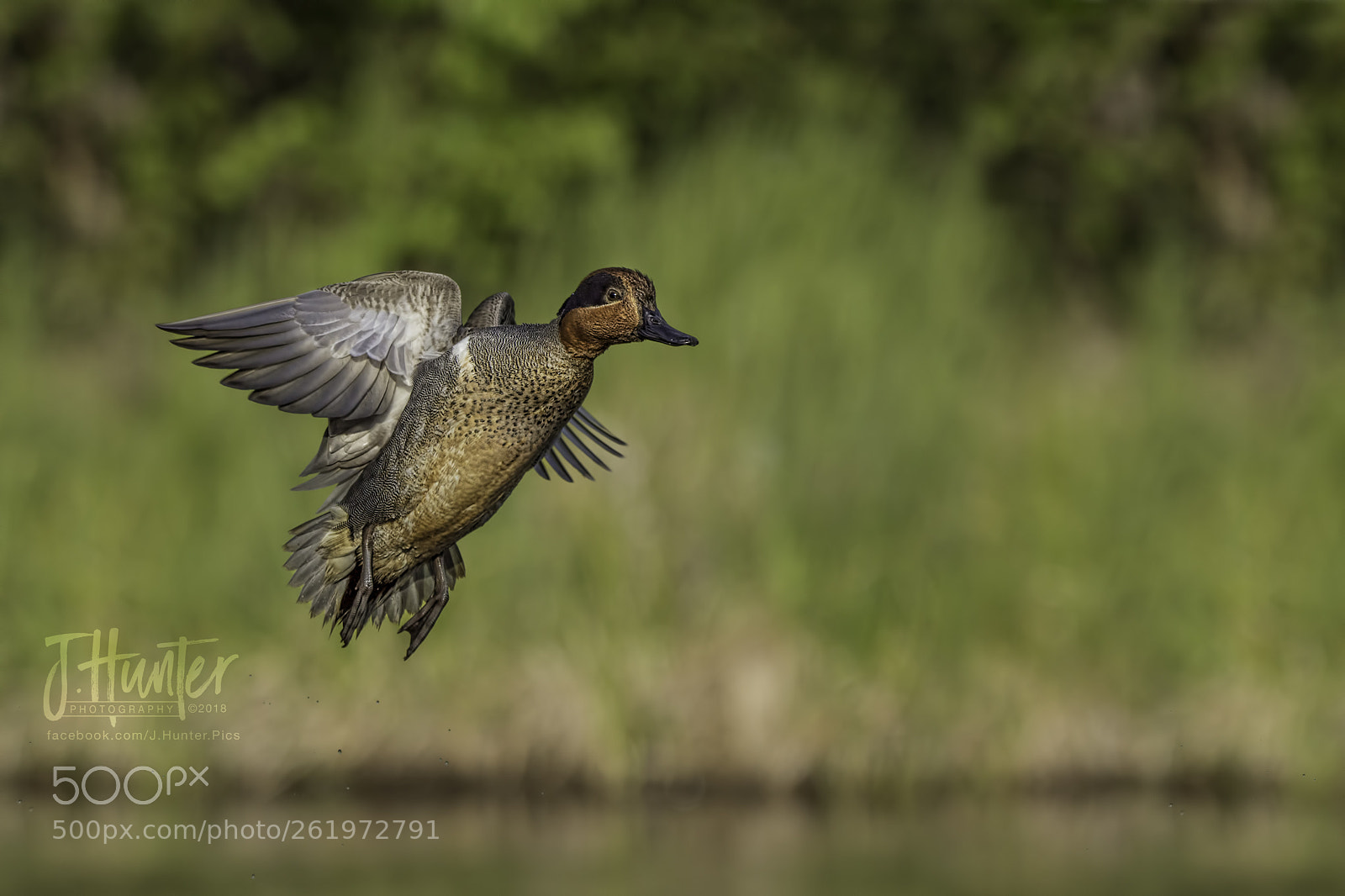 Nikon D7200 sample photo. Green winged teal photography