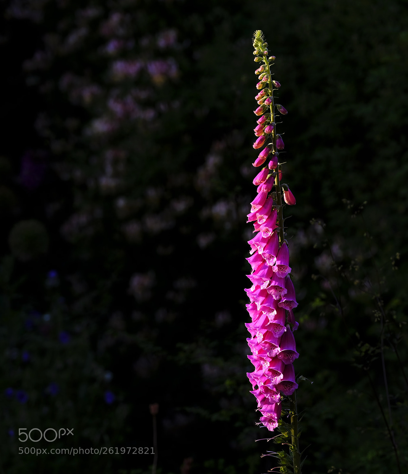 Fujifilm GFX 50S sample photo. Foxglove photography