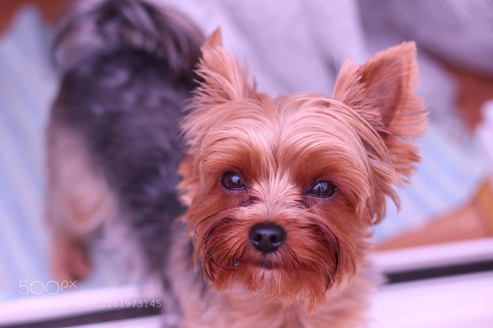 Canon EOS 100D (EOS Rebel SL1 / EOS Kiss X7) sample photo. Tiny puppy’s eyes photography