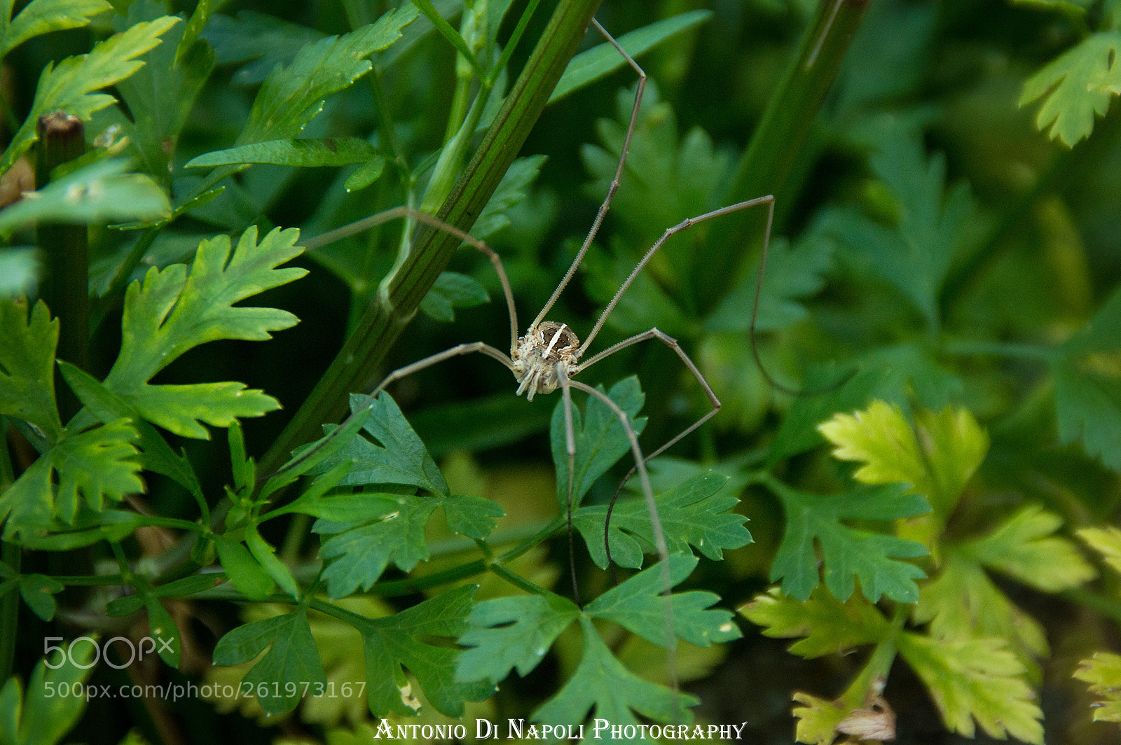 Nikon D3200 sample photo. Spider photography