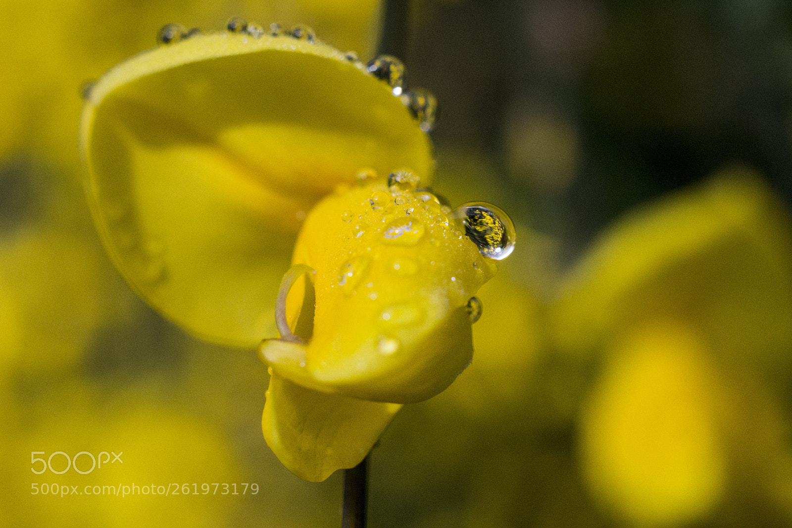 Nikon D3100 sample photo. Yelow mode photography