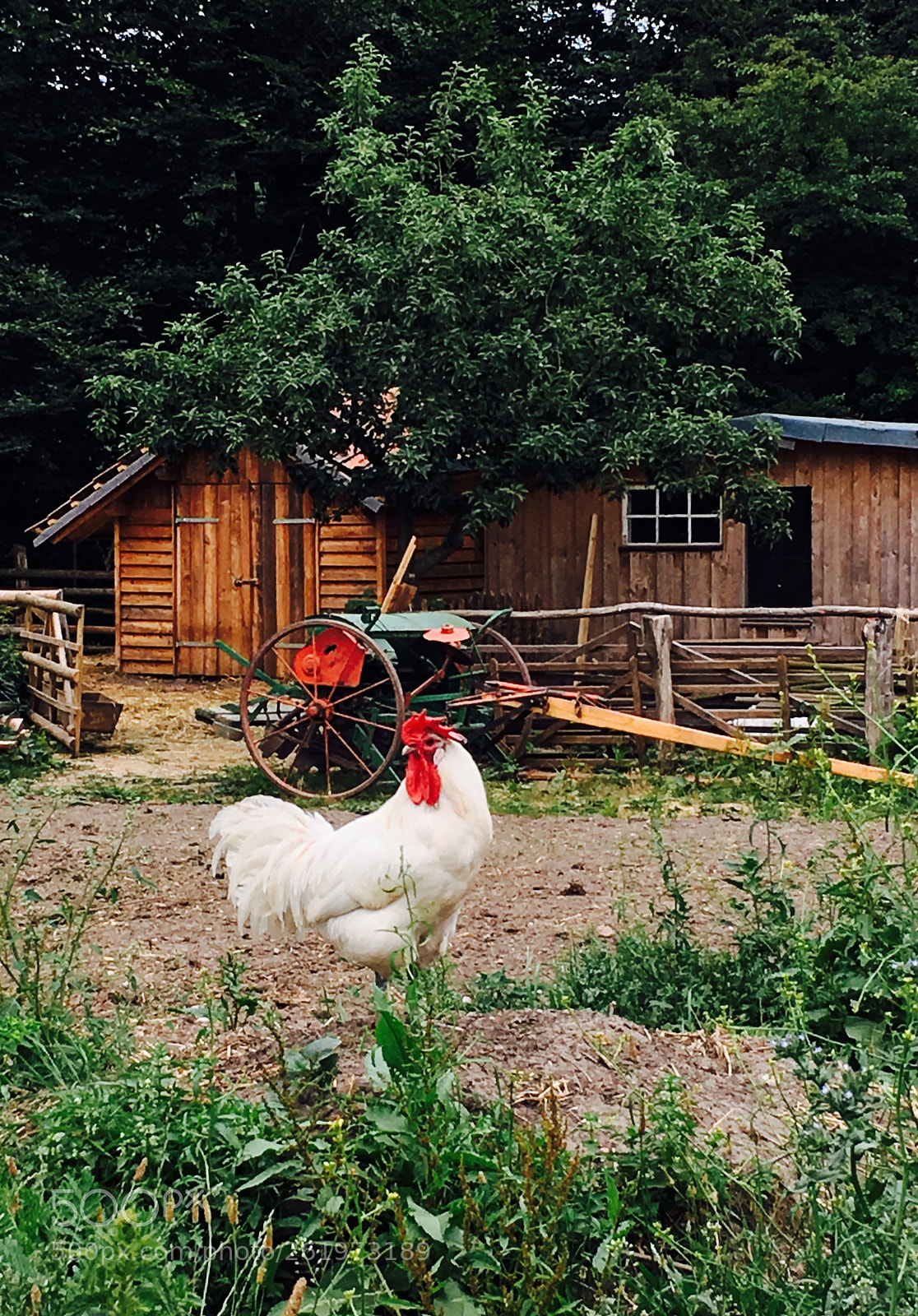 Apple iPhone 6s sample photo. Village chief photography