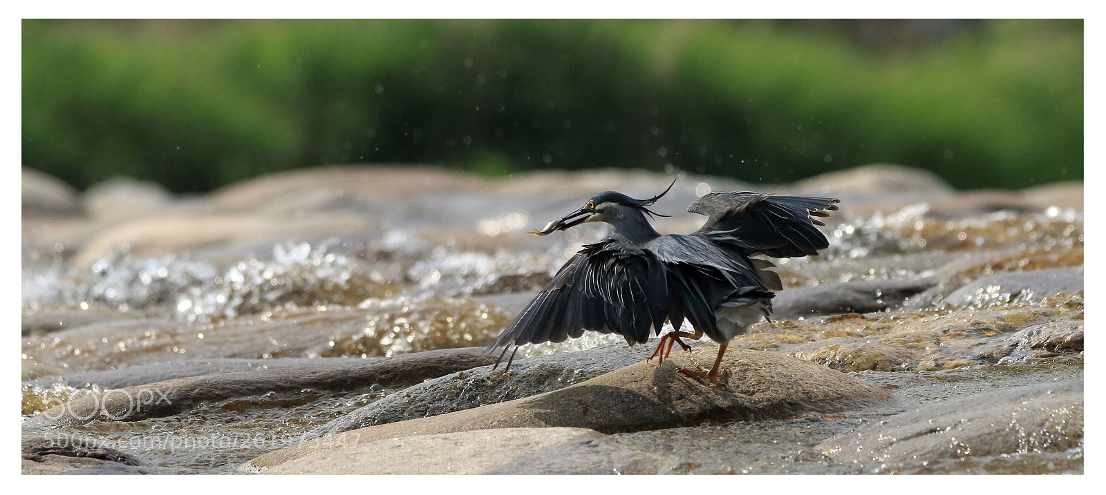 Canon EOS 7D Mark II sample photo. 검은댕기 해오라기 photography