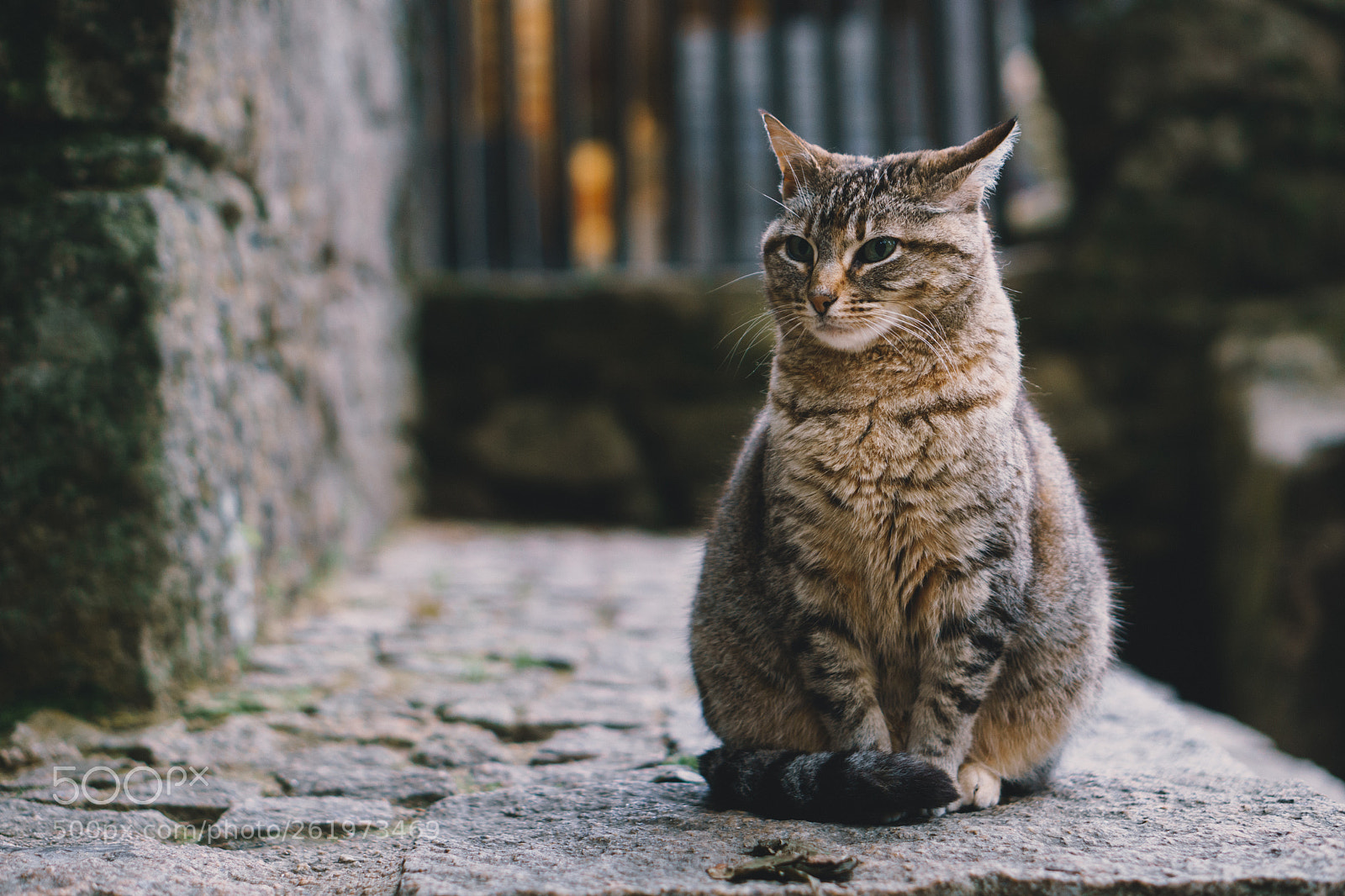 Sony a6000 sample photo. Cat photography