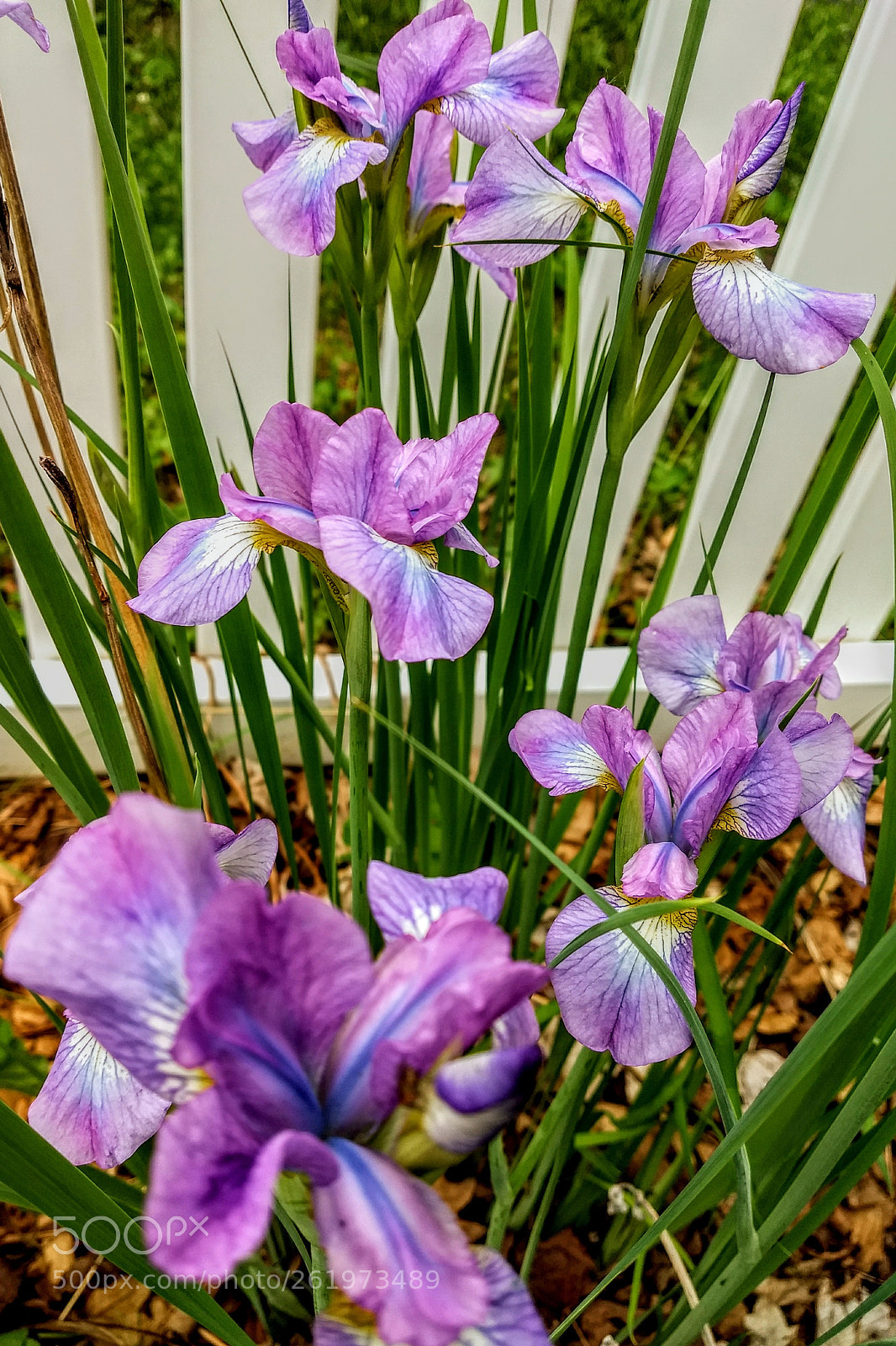 Motorola Moto Z (2) Play sample photo. Siberian iris photography