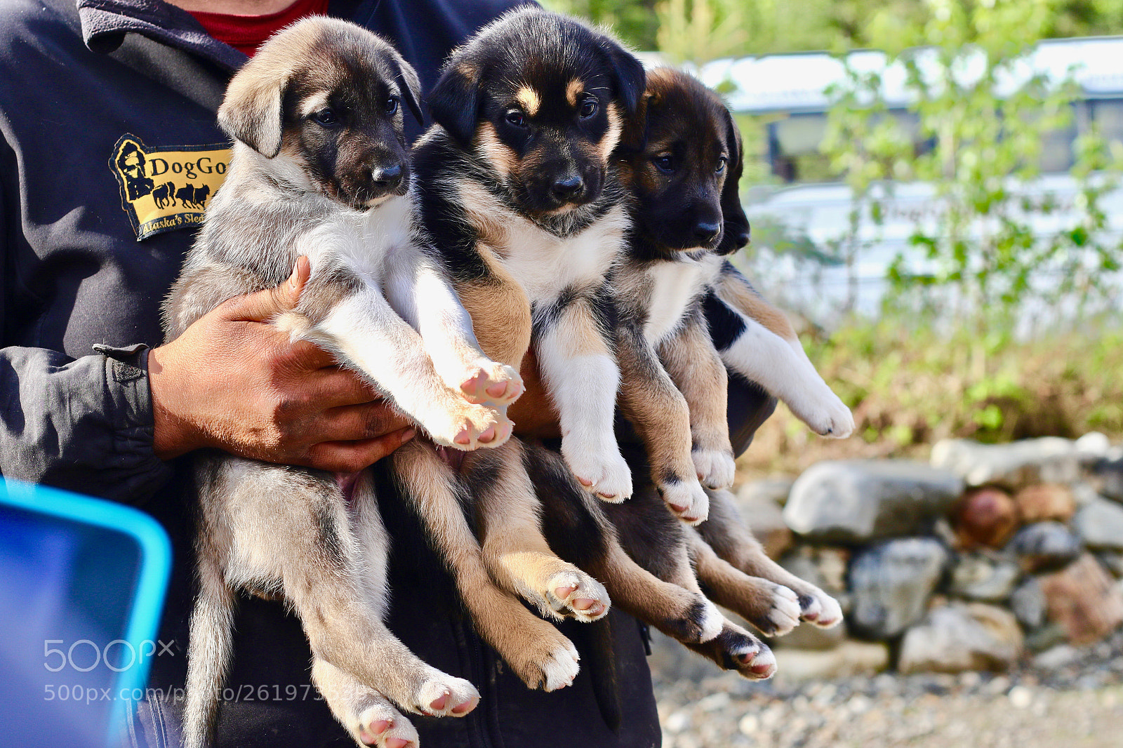 Canon EOS 7D Mark II sample photo. Puppies photography