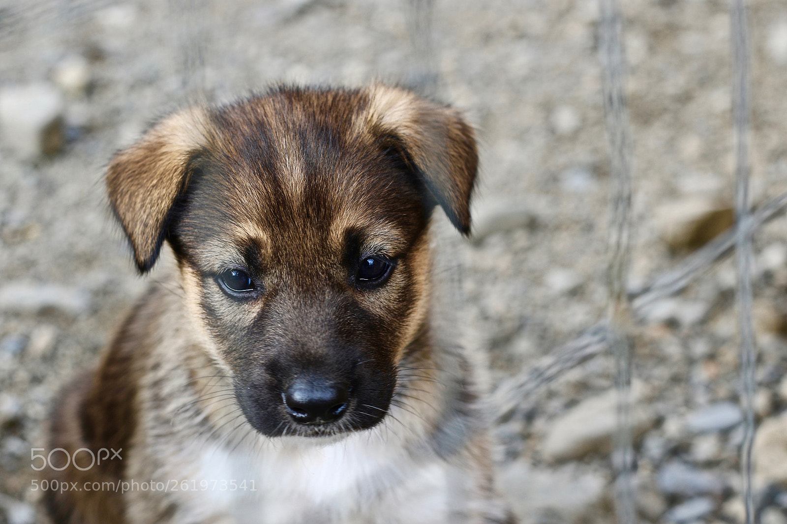 Canon EOS 7D Mark II sample photo. Puppies photography
