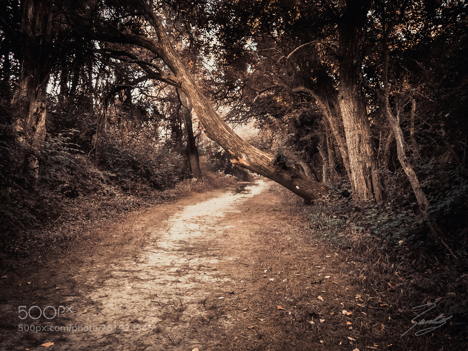 Olympus PEN E-PL1 sample photo. Mystery path photography