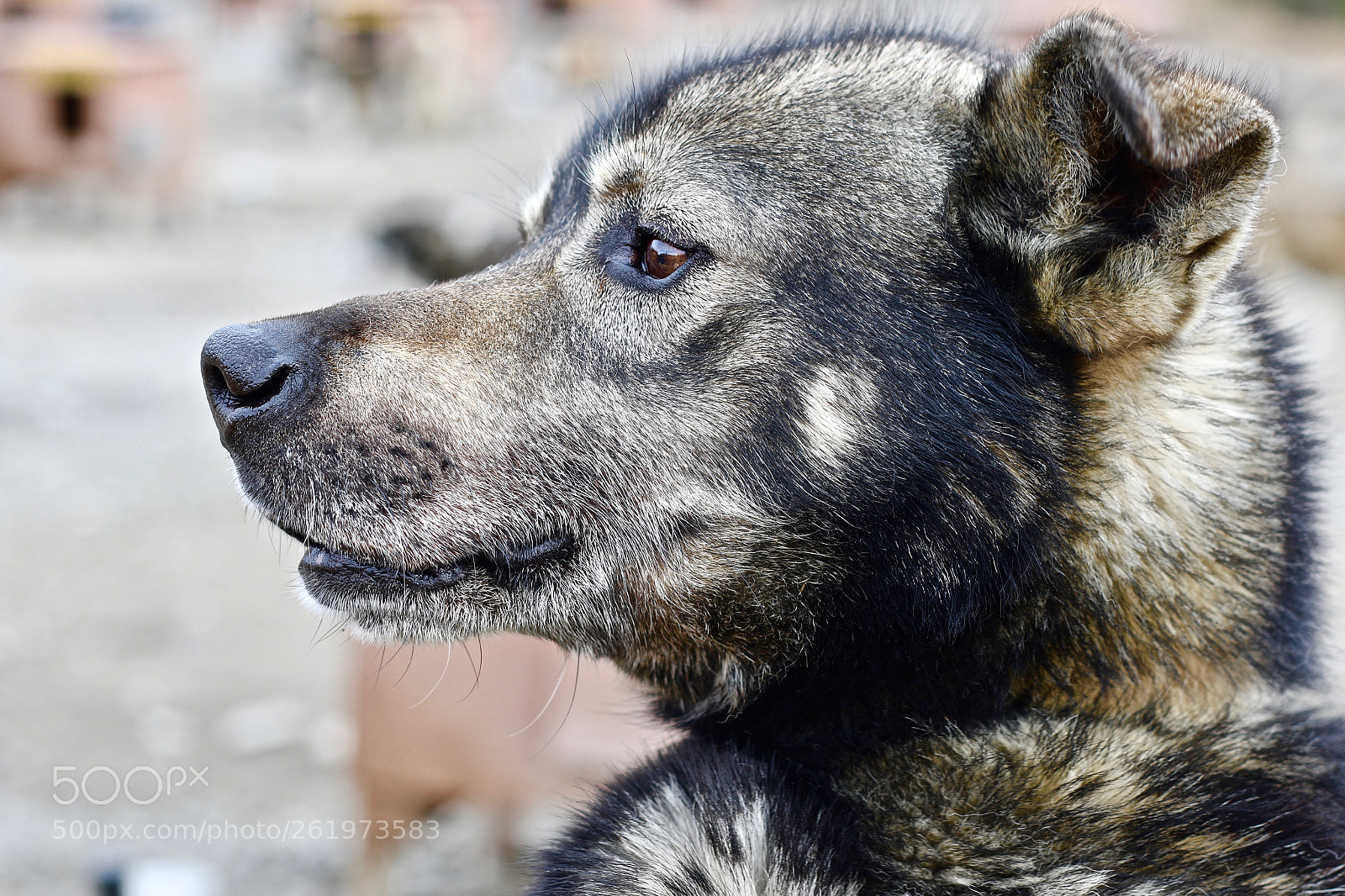 Canon EOS 7D Mark II sample photo. Dog photography