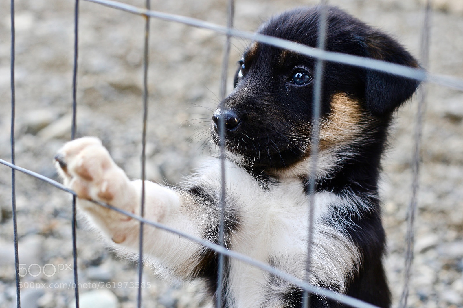 Canon EOS 7D Mark II sample photo. Puppies photography