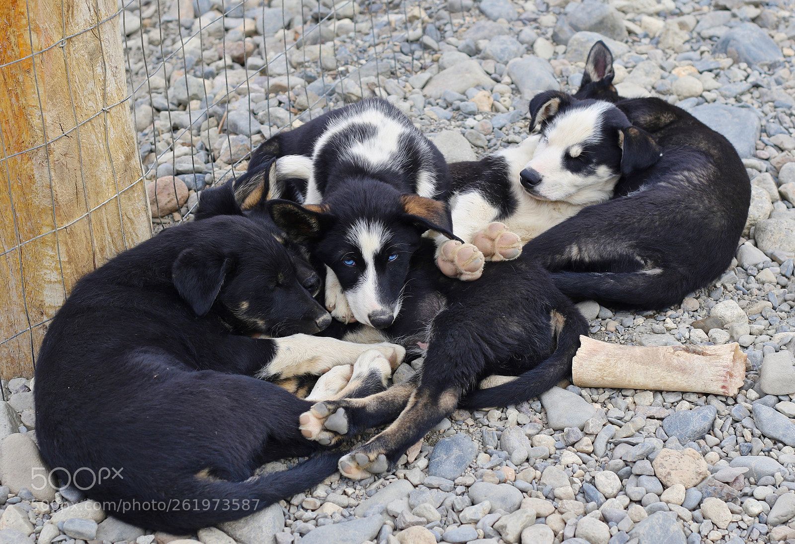 Canon EOS 7D Mark II sample photo. Puppies photography