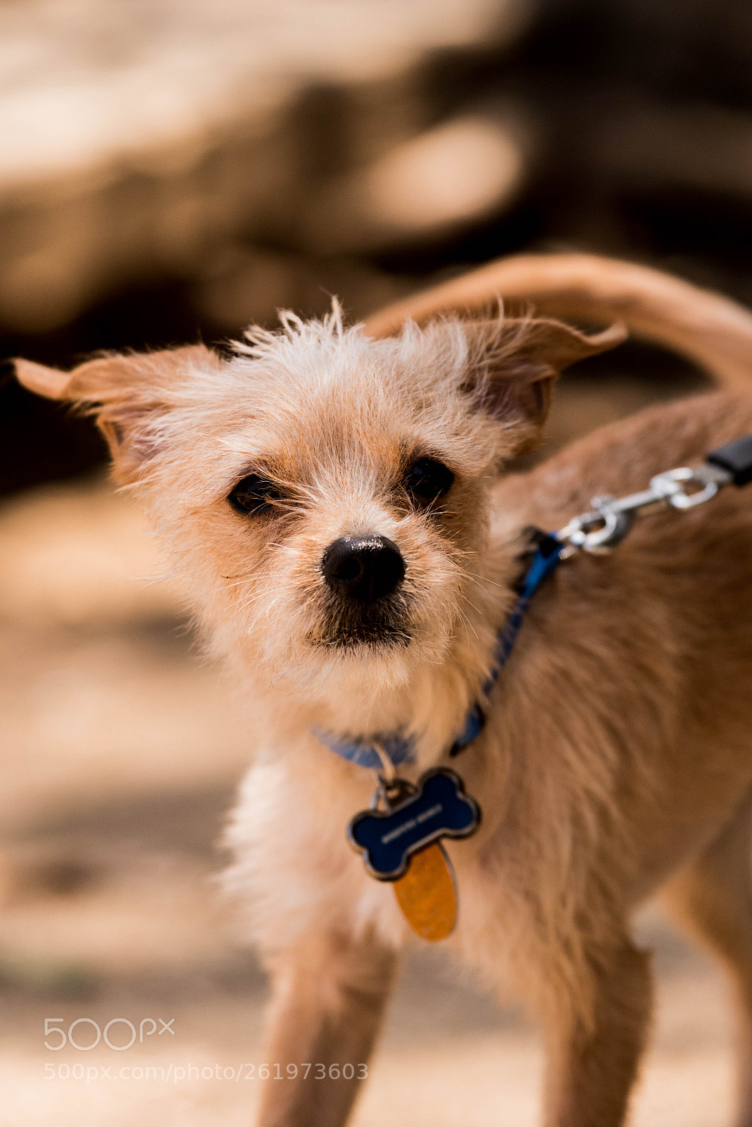 Nikon D810 sample photo. Woofers1 photography