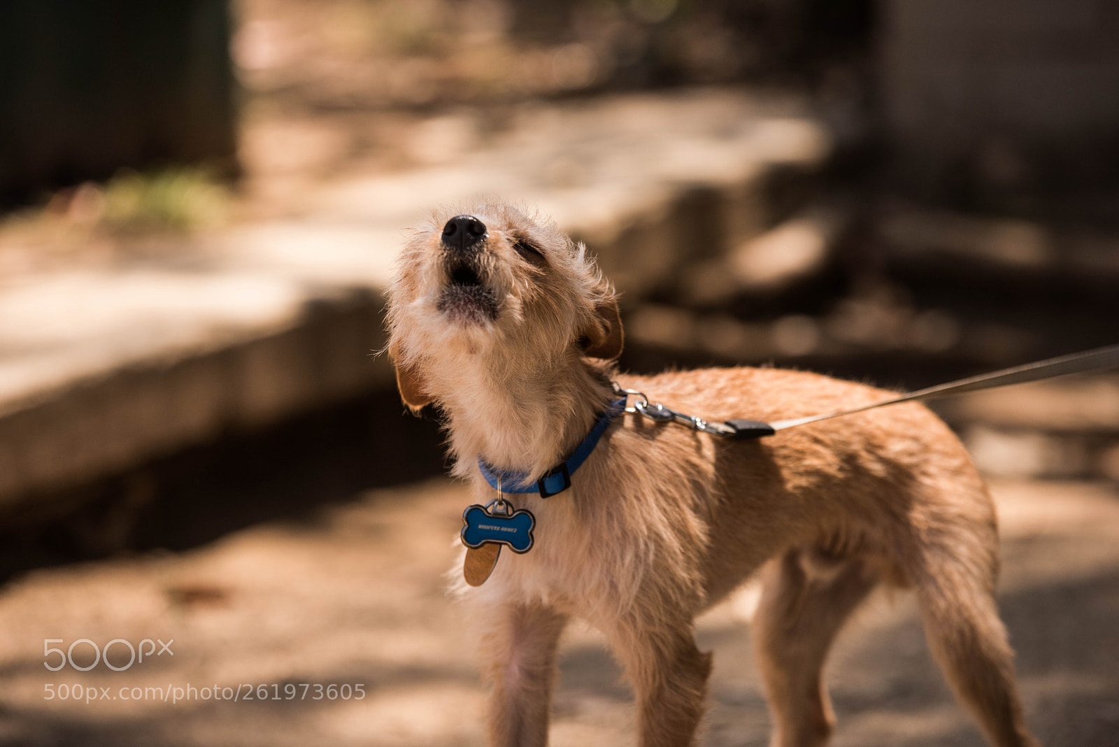 Nikon D810 sample photo. Woofers2 photography