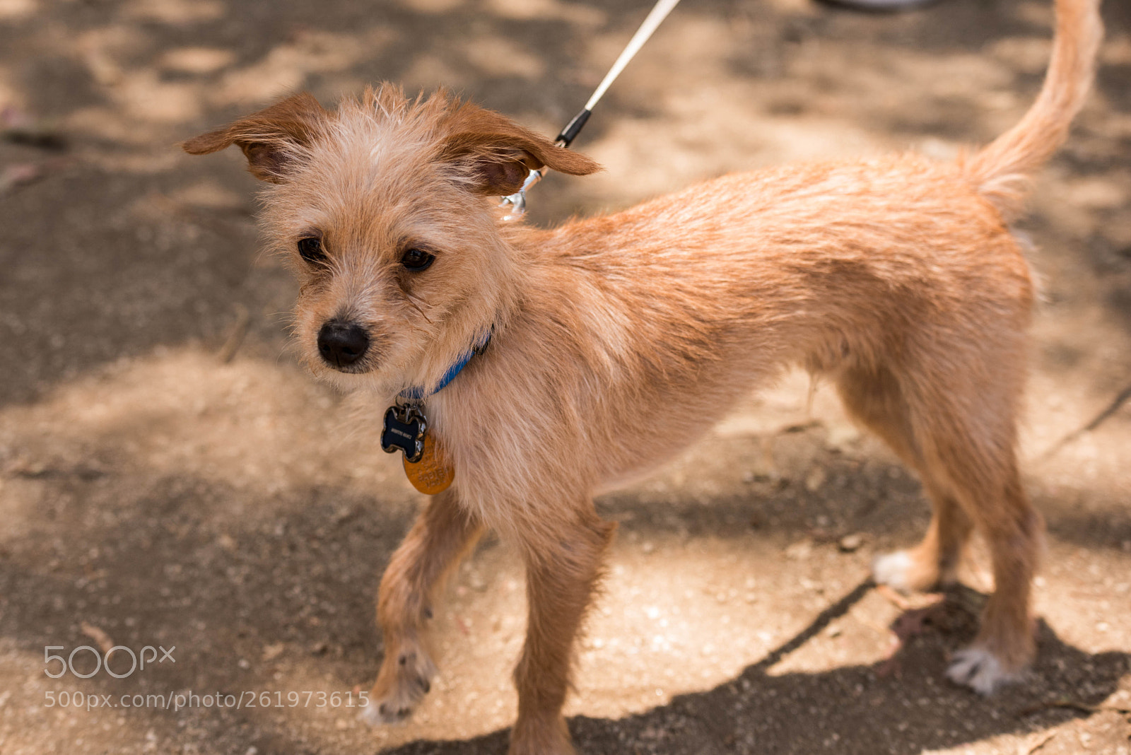 Nikon D810 sample photo. Woofers 3 photography