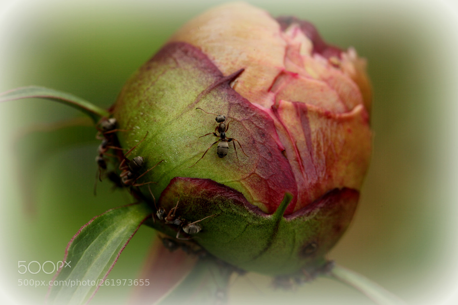 Canon EOS 5D Mark II sample photo. Ants' flower photography