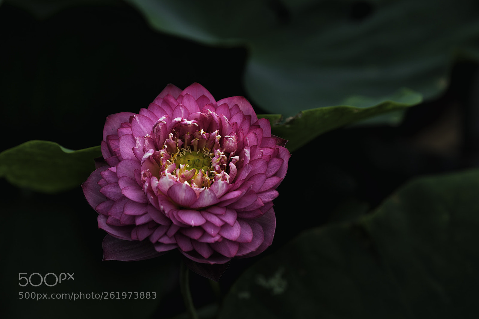 Canon EOS 5D Mark IV sample photo. 荷花 photography