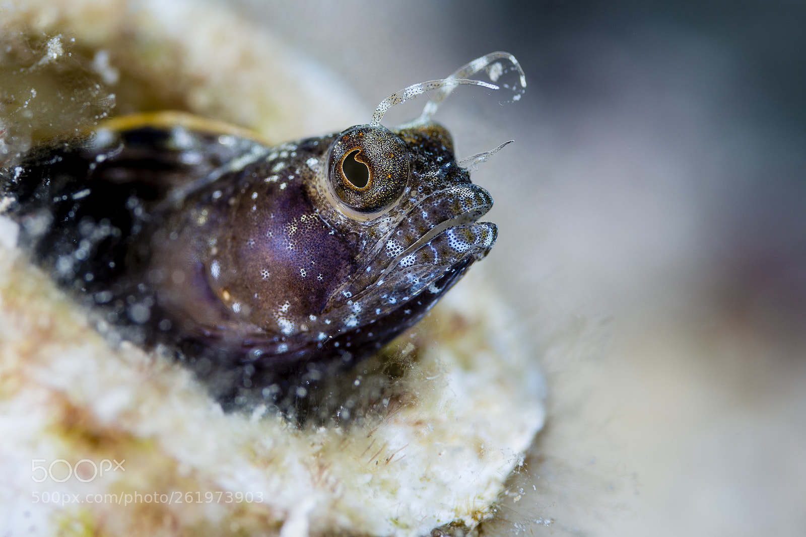 Nikon D800E sample photo. Sail fin blenny photography