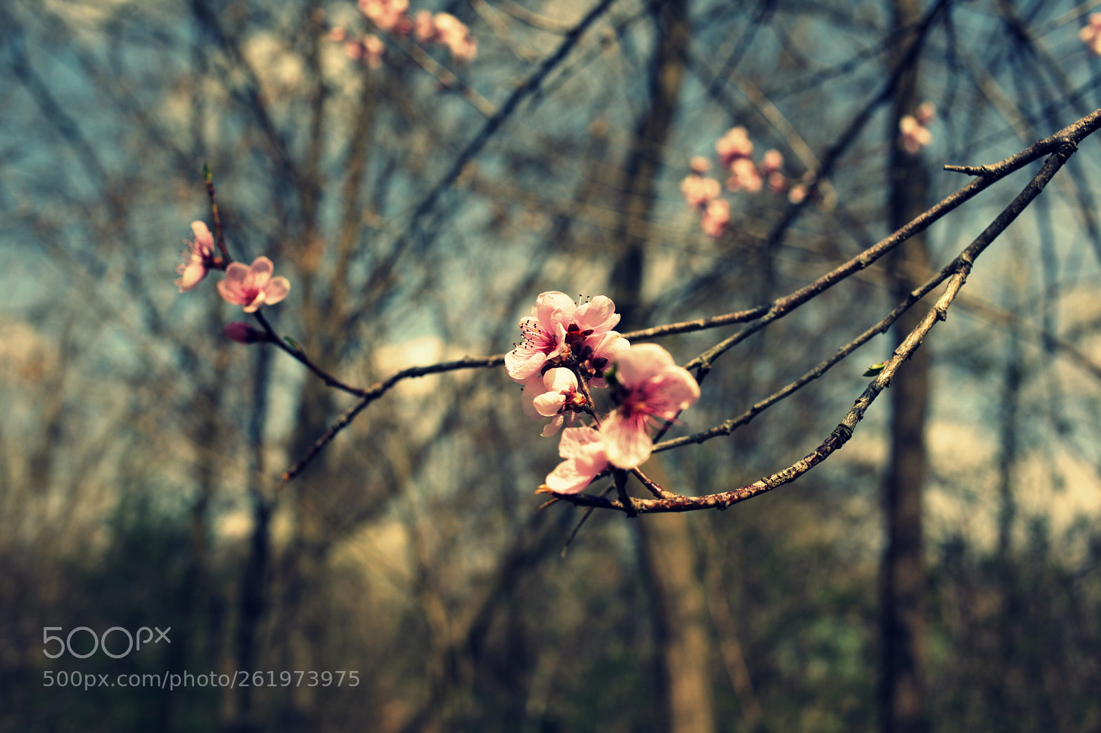 Canon EOS 5D Mark II sample photo. Blooming photography