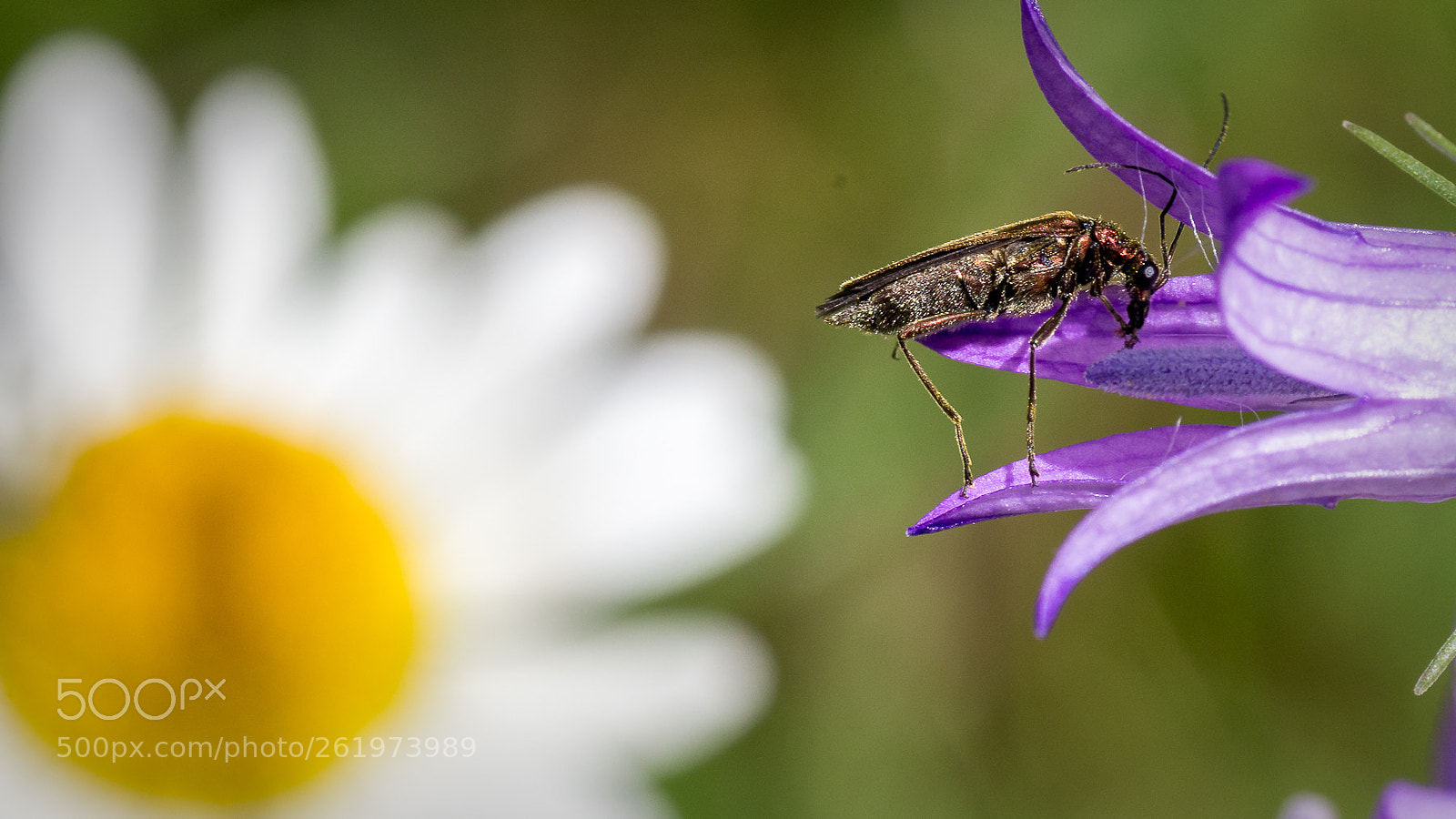 Pentax K-5 sample photo. Untitled photography