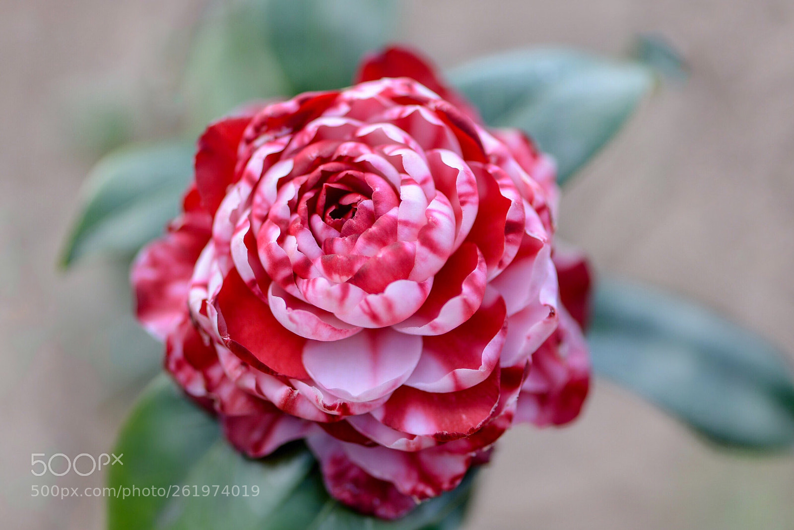 Nikon D610 sample photo. Camellia japonica photography