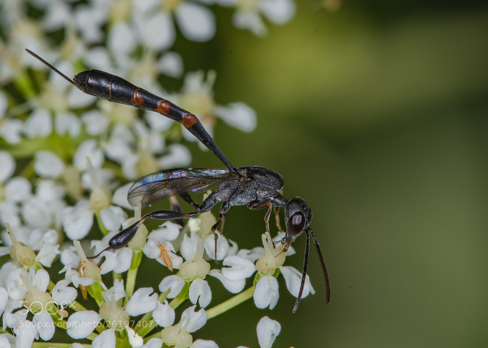 Nikon D7200 sample photo. Feeding wasp photography