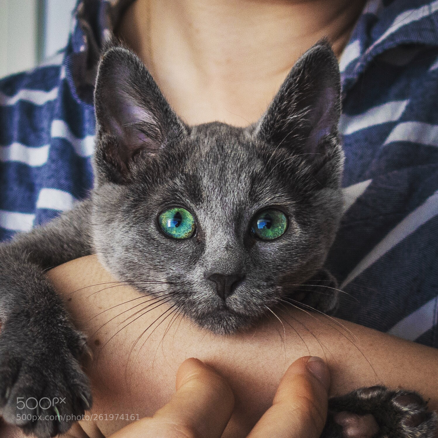 Canon PowerShot G9 X Mark II sample photo. Cats eyes!  photography