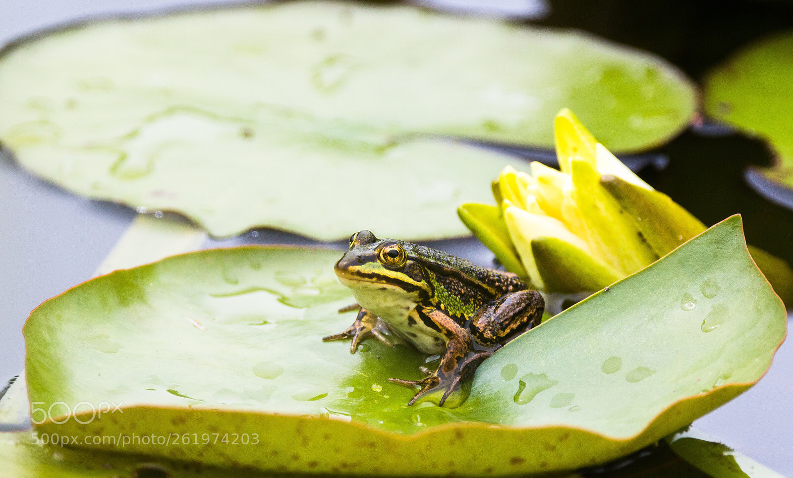 Canon EOS 70D sample photo. Frog photography