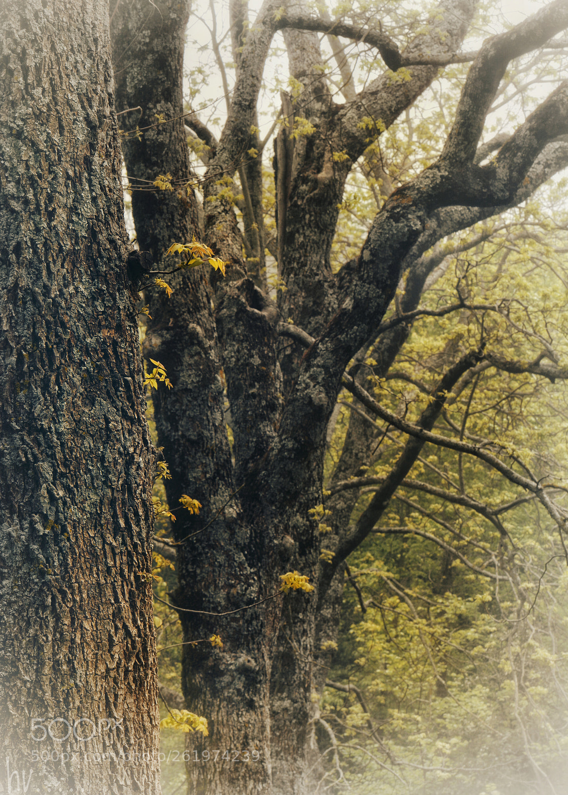 Nikon D7100 sample photo. Autumn before photography