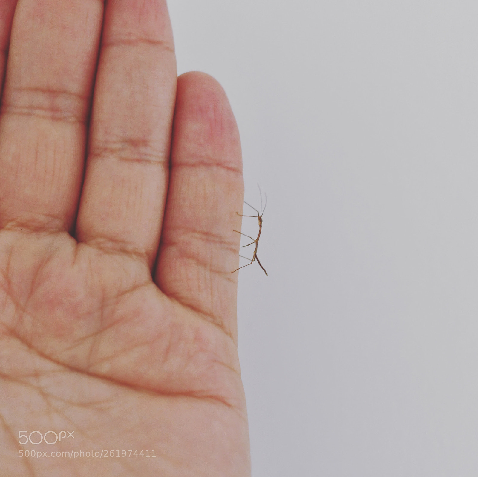 Nikon D7500 sample photo. Baby stick insect.
 photography