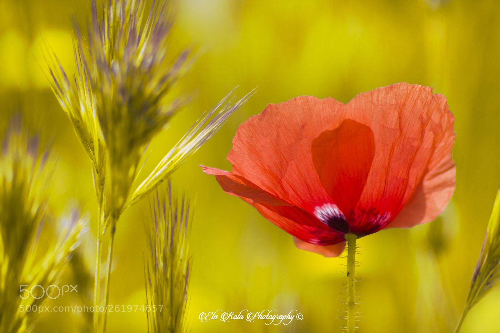 Nikon D5200 sample photo. La belleza del campo... photography
