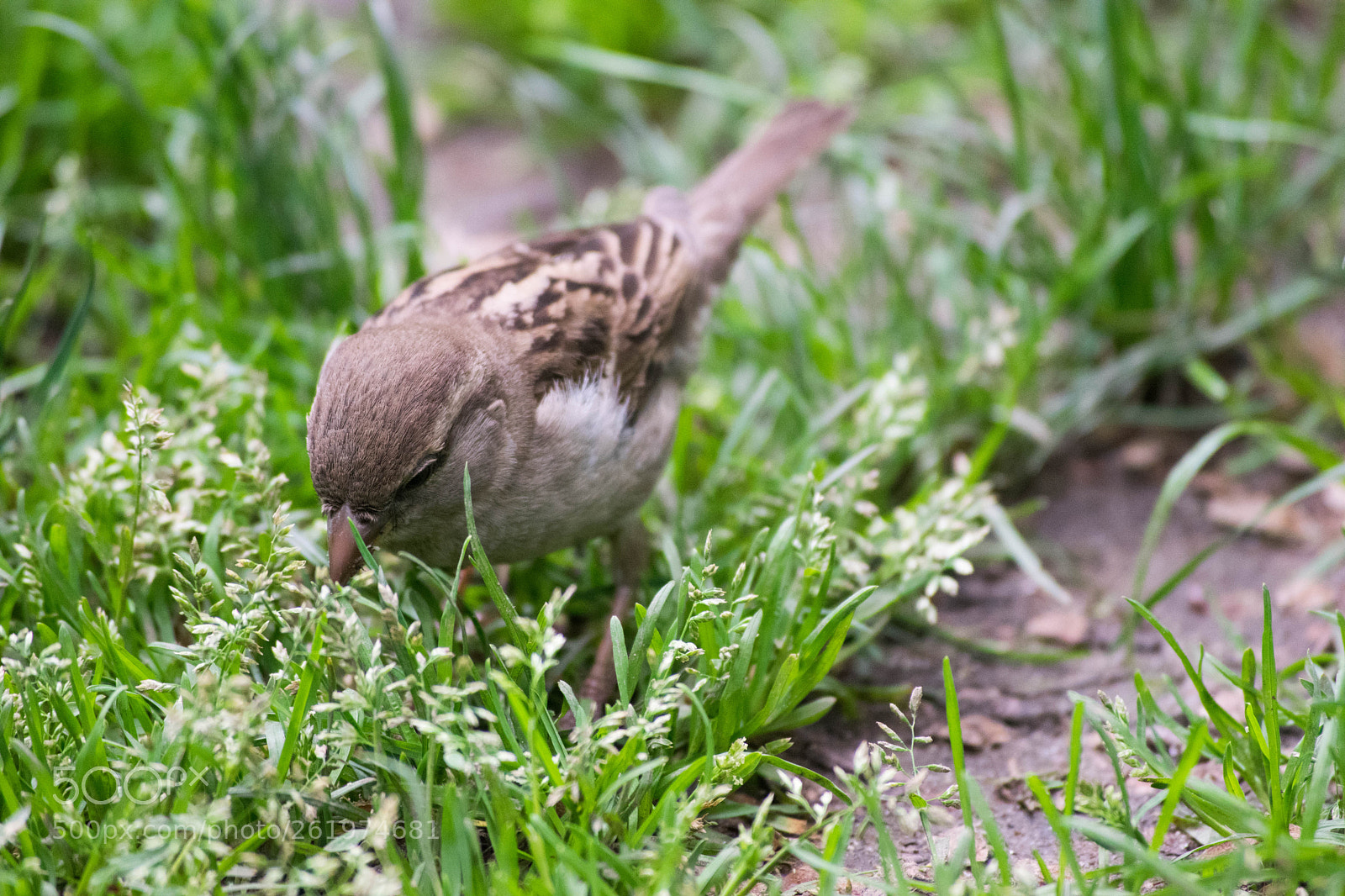 Nikon D3300 sample photo. Sparrow foraging photography
